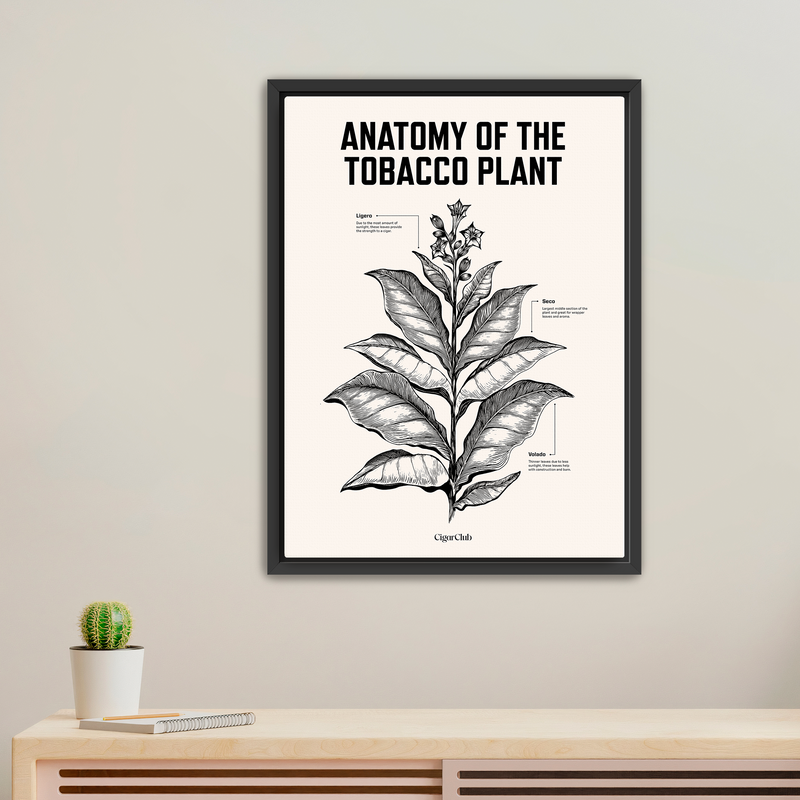 Cigar Art - Anatomy of a Tobacco Plant - [Cigar Club] - [cigar subscription]