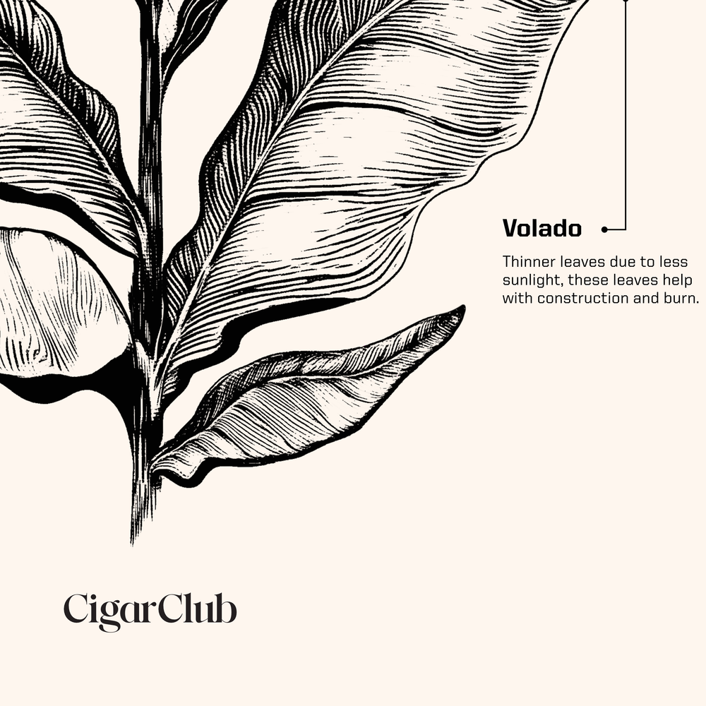 Cigar Art
